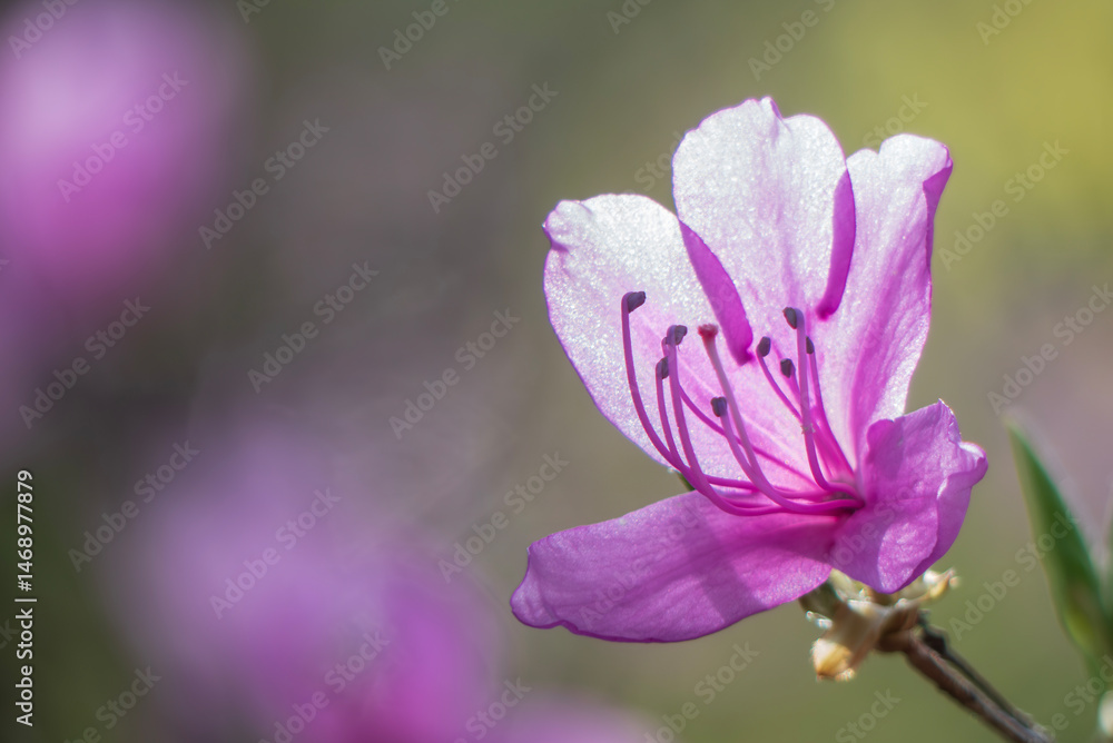 Fototapeta premium 春の訪れ ミツバツツジ 滋賀県大津市びわこ文化公園 