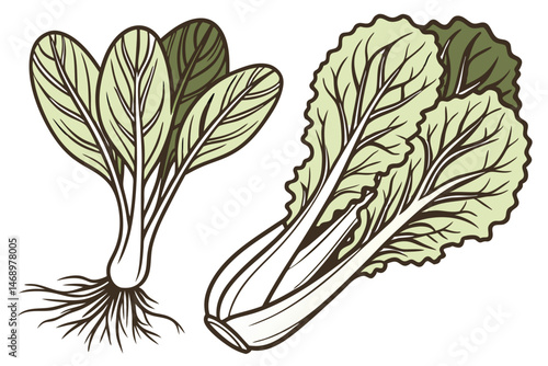 173 detailed botanical illustration, bok choy, romaine lettuce, leaves, roots, earthy tones, detailed shading, intricate patterns, high-quality, digital art