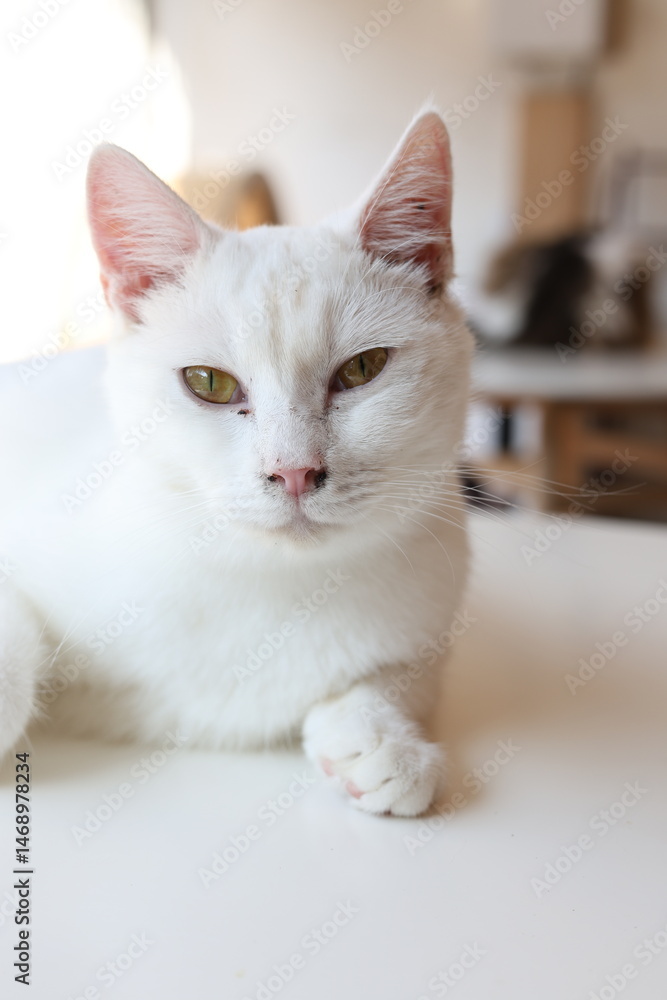 Obraz premium white persian cat