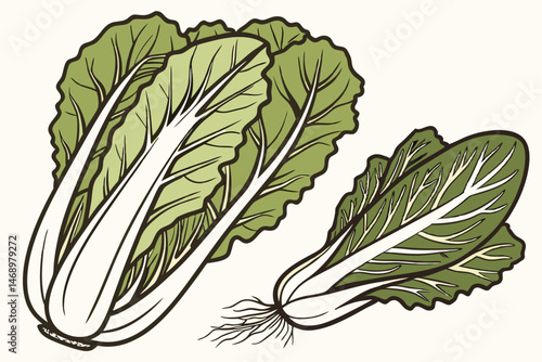 173 detailed botanical illustration, bok choy, romaine lettuce, leaves, roots, earthy tones, detailed shading, intricate patterns, high-quality, digital art