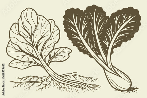 173 detailed botanical illustration, bok choy, romaine lettuce, leaves, roots, earthy tones, detailed shading, intricate patterns, high-quality, digital art