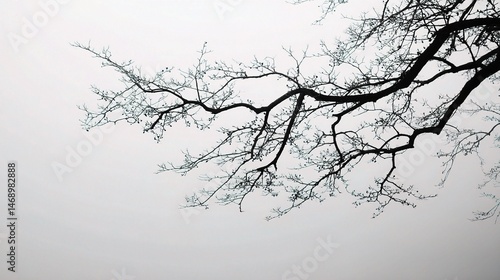 Wallpaper Mural Monochrome Silhouette of Tree Branch Against Light Background Torontodigital.ca