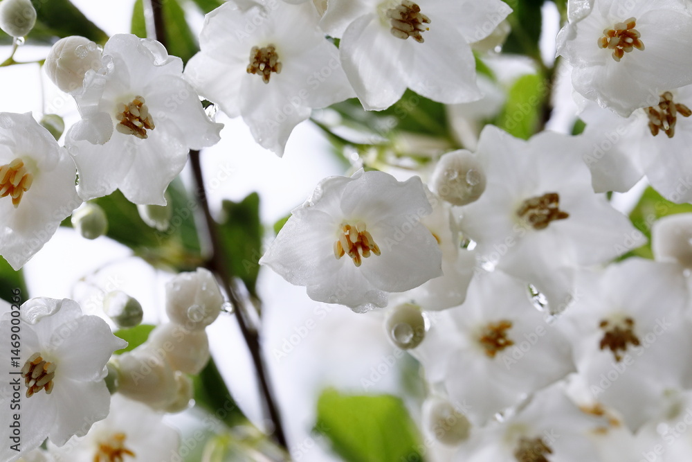 春に咲いたエゴノキの花 春に咲いたエゴノキの花