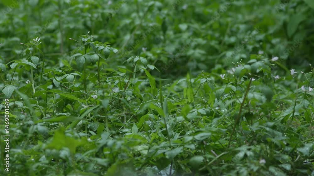fresh green plants in the rain. Natural green background with leaf and drops of water.