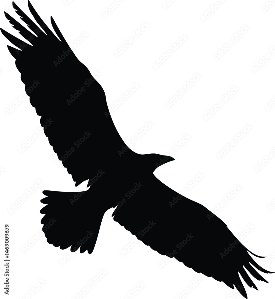 Obraz premium eagle vector illustration