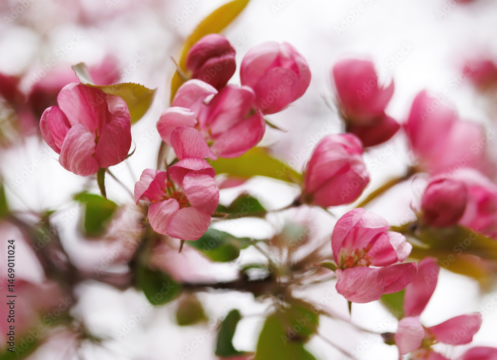 Obraz premium Delicate pink apple blossoms. Pink buds of apple blossoms.