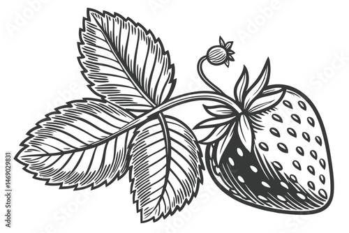186 detailed black and white illustration, highly detailed organic strawberry, highly detailed organic strawberry leaves, highly detailed organic strawberry pattern, detailed black and white graphical