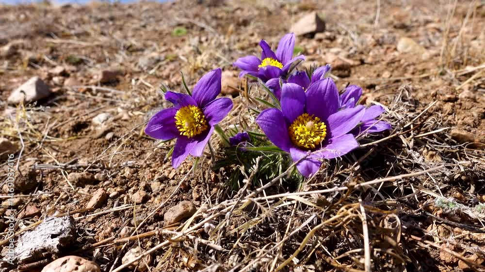 pasque flower, wind flower, prairie crocus, Easter flower, and meadow anemone