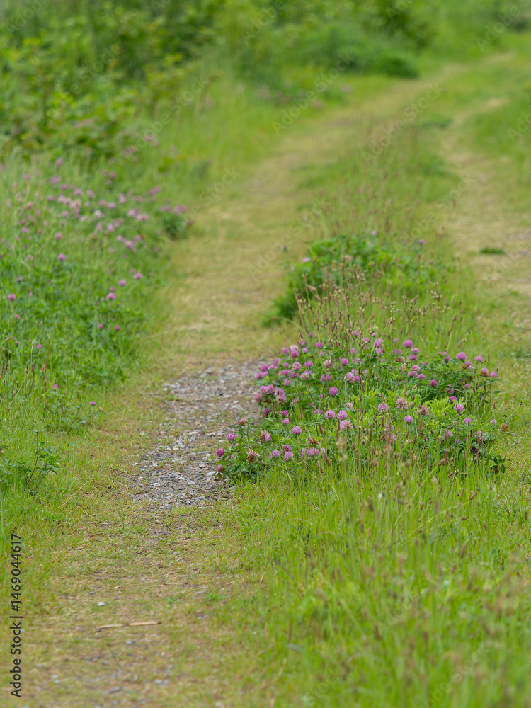 Obraz premium 花が咲く河川敷の道