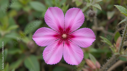 Changeable velvetberry (Stachytarpheta mutabilis). Called Coral porterweed, Pink snakeweed and Pink rat tail also