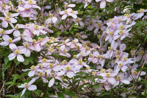 Rosa Clematis