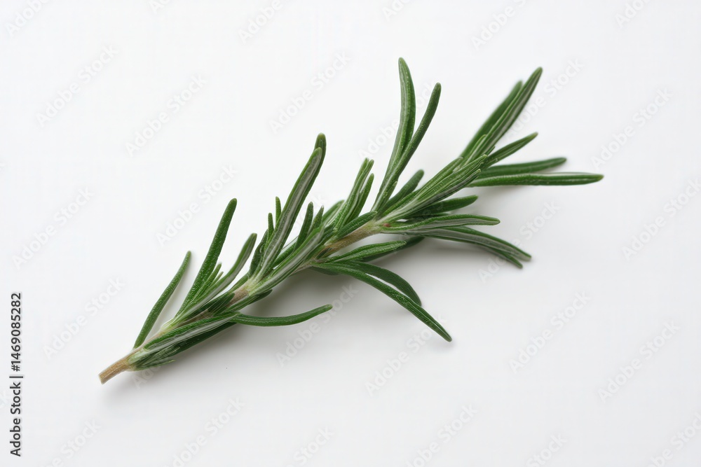 Fototapeta premium Fresh rosemary herb sprig isolated on white background 
