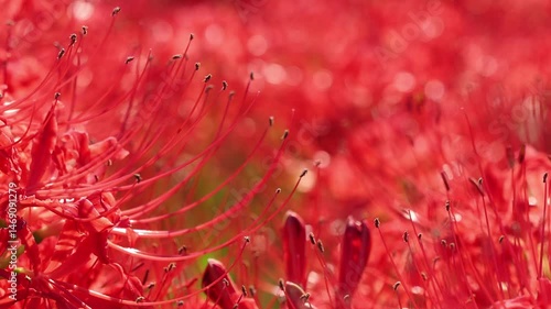 ヒガンバナのクローズアップ 5倍スローモーション