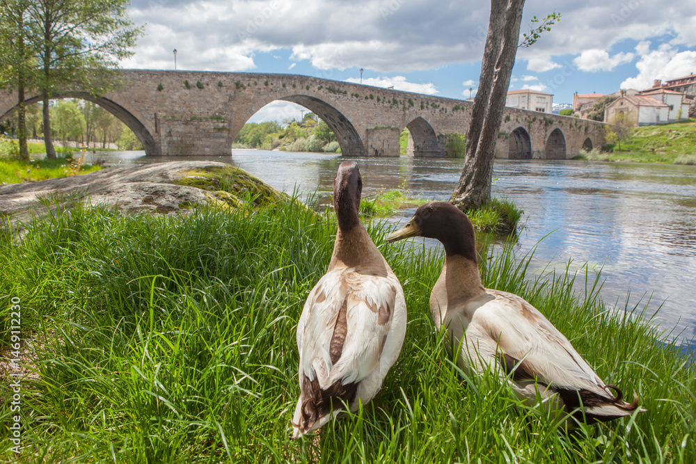 Medieval bridge of Barco de Avila, Spain