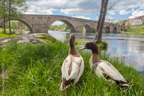 Obraz na płótnie Medieval bridge of Barco de Avila, Spain w salonie