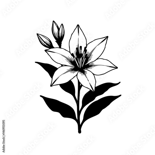 Elegant botanical sketch of a lily with detailed shading and smooth lines