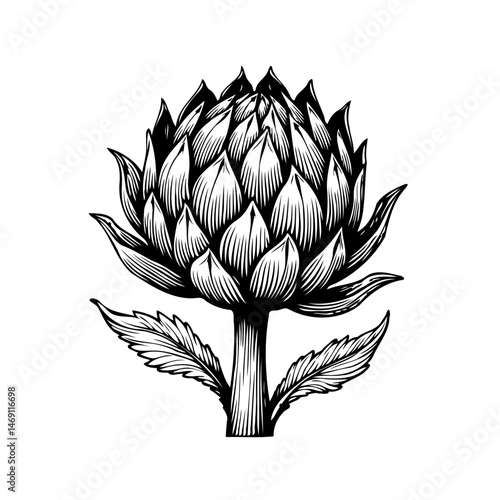 Intricate monochrome artichoke botanical illustration on a clean white canvas