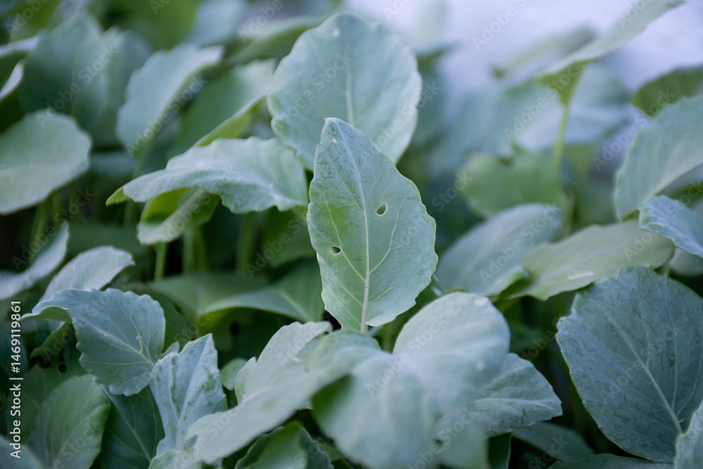 Obraz premium Insect pests eat young kale leaves