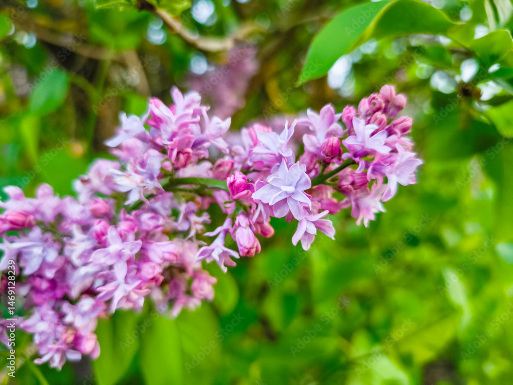 Delicate lilac flowers blooming in prague, czechia, copy space Delicate lilac flowers blooming in prague, czechia, copy space