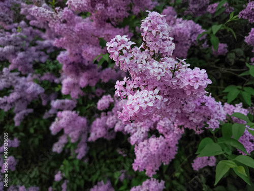 Blooming lilac flowers creating a purple symphony in prague, copy space