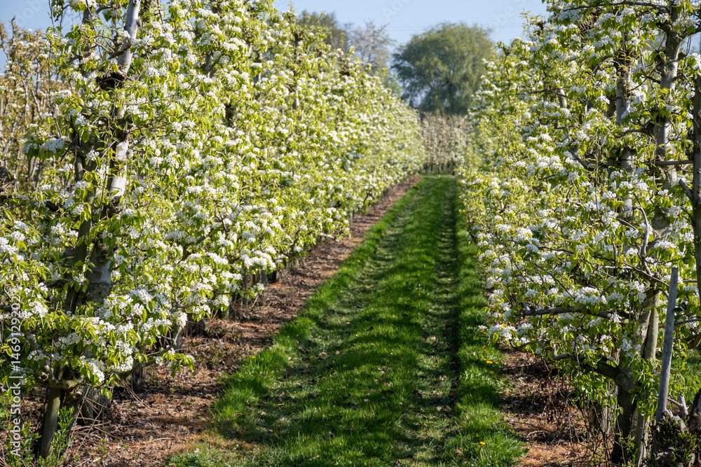 Naklejka premium Rows of blossoming pear trees with white flowers, orchards in Zuid-Beveland, Zeeland, food industry in the Netherland