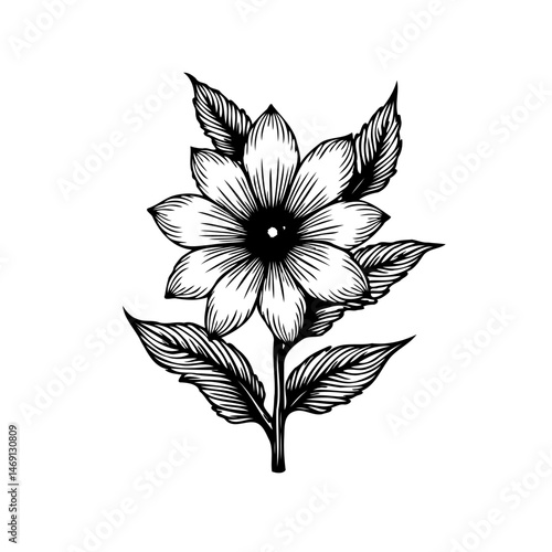 Elegant floral drawing, intricate design isolated on white background, clean botanical art