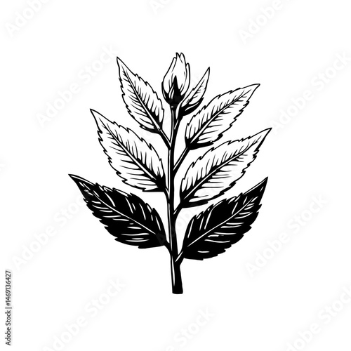 Elegant monochrome botanical illustration of budding leaves, artful naturalism