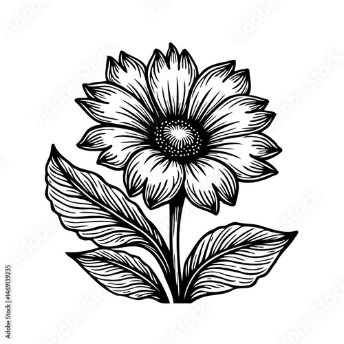 Detailed monochrome botanical illustration of a sunflower with foliage