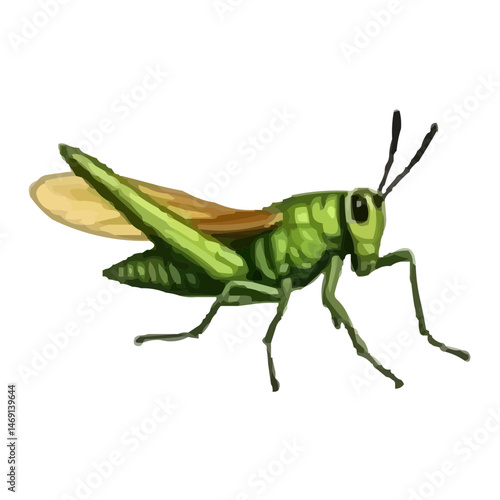 green grasshopper on a white background
