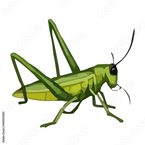 grasshopper on a white background