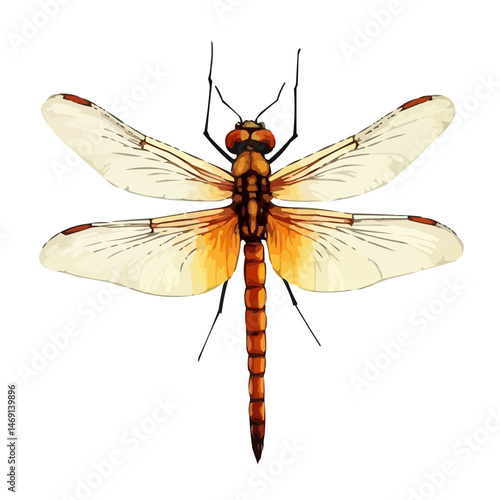 dragonfly on white background