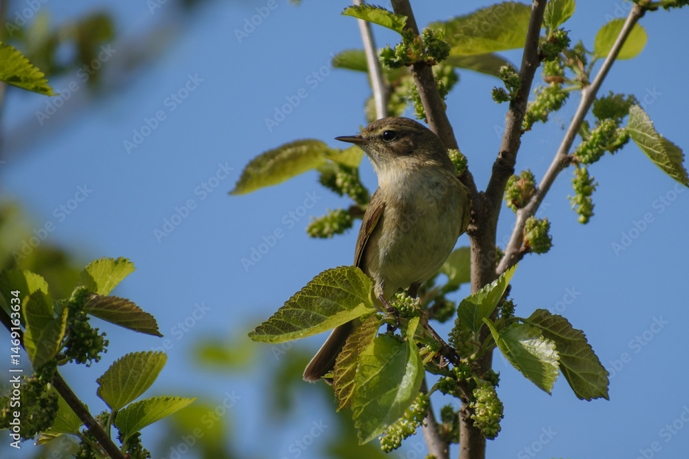Obraz premium Common Chiffchaff on a branch