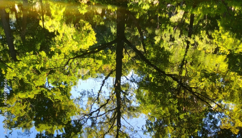 Fototapeta premium Nature reflection of lush green trees on calm water surface tranquil outdoor environment serene landscape viewpoint peaceful concept