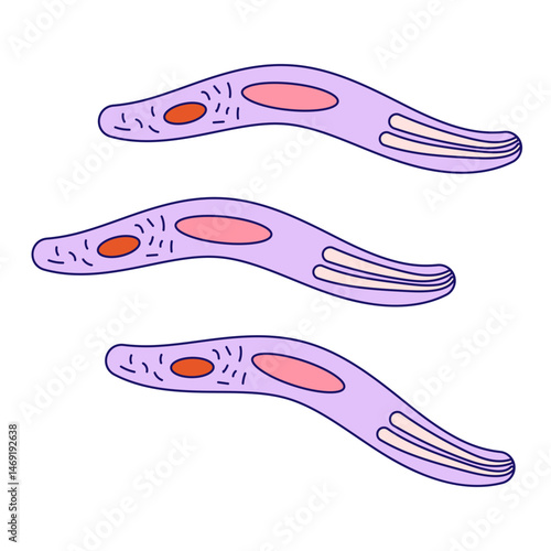 Sporozoite