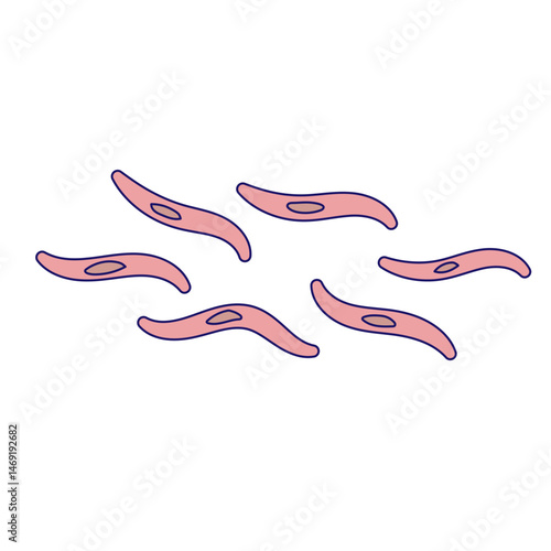 Sporozoite