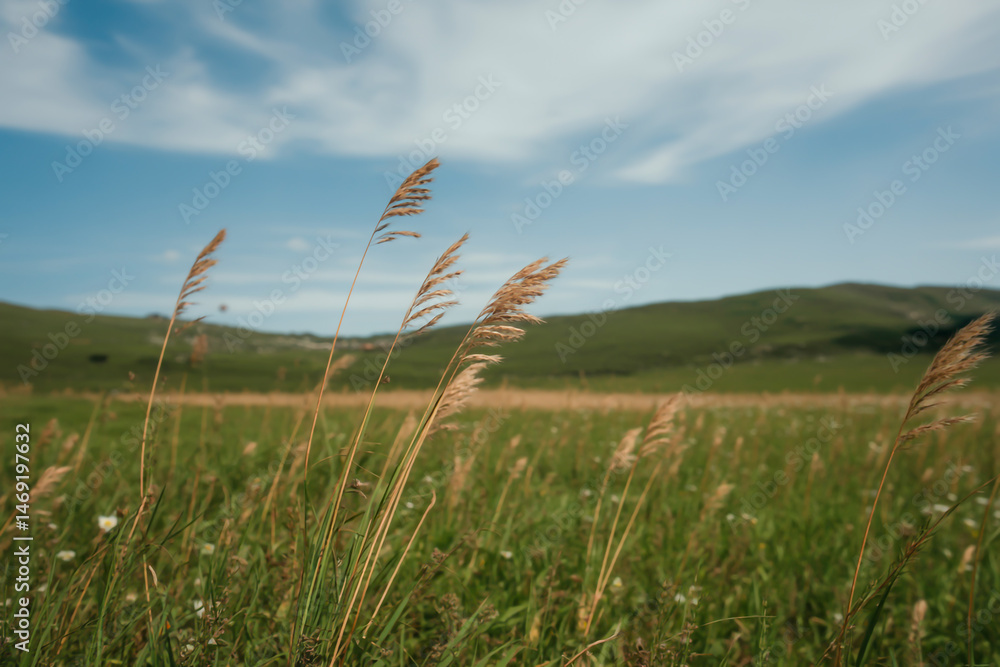 Fototapeta premium wind mild in the grass field landscape professional photography