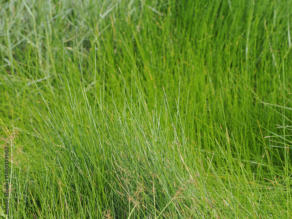 Green grass fields in flooded areas Green grass fields in flooded areas