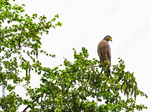 Crested serpent eagle Perched high up in a tree branch Resting and looking back. Watchful of the surroundings, Common eagle species found in the southern part of Sri Lanka.