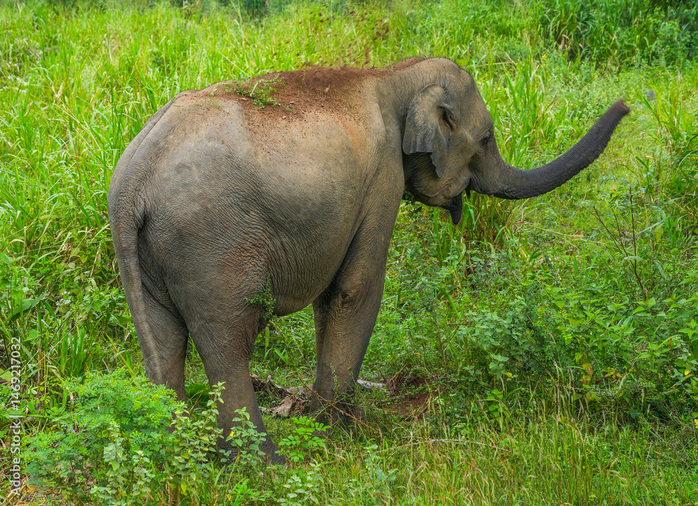 Fototapeta premium Wild elephants in the Hurulu Eco Park, Habarana, Sri Lanka, Asia. Wild Elephant Safari. 