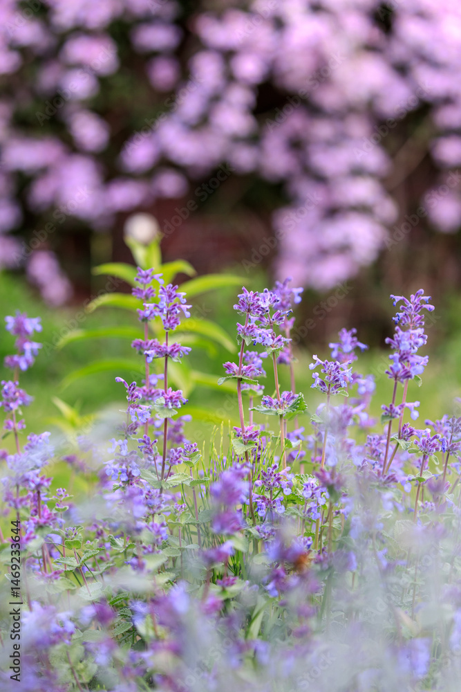 Naklejka premium 北海道由仁町、キャットミントと呼ばれるネペタ・ファッシーニ【5月】