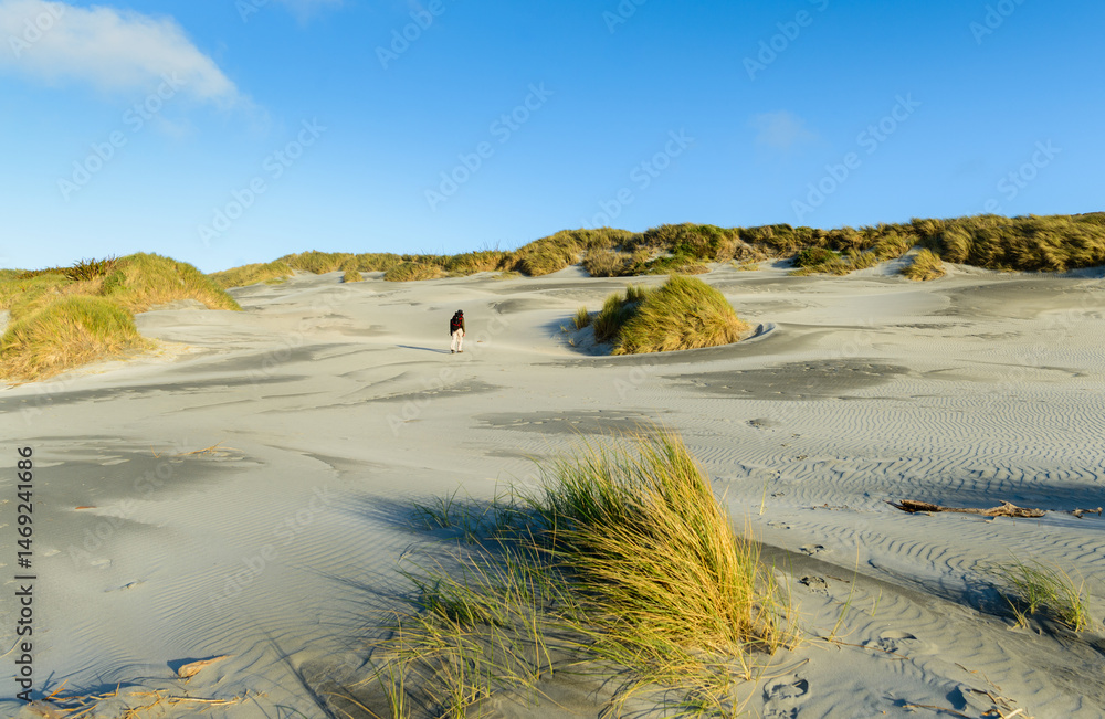 Man walking on the sand dunes. Beach reeds blowing in the wind. Wharariki Beach. Golden Bay. South Island.