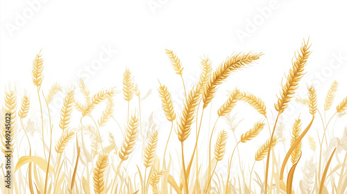 Ears of wheat on white background 