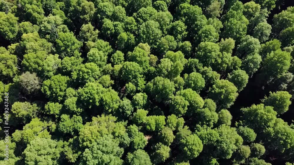 Aerial view of lush green forest canopy under sunlit skies Aerial view of lush green forest canopy under sunlit skies