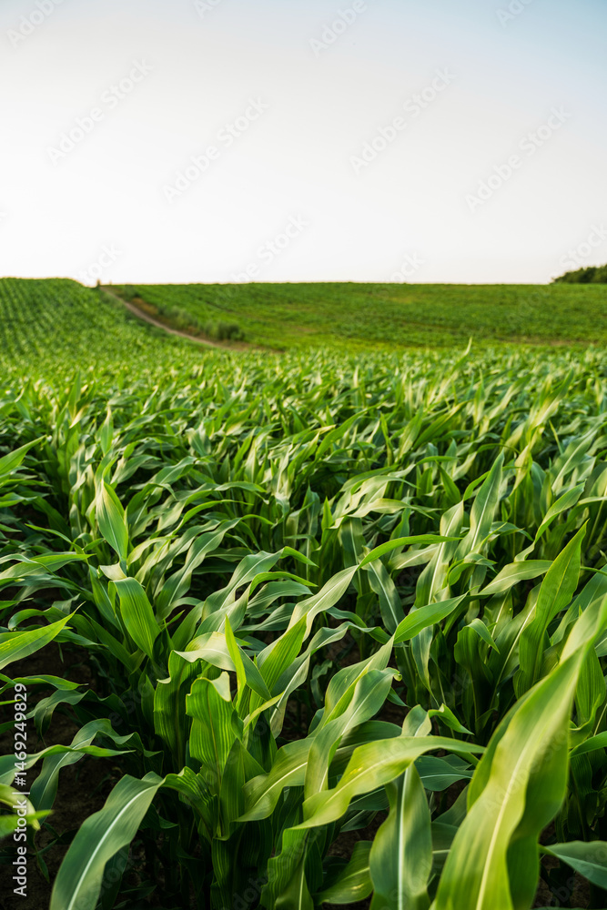 Expansive cornfield with gentle hills and a narrow trail curving into the distance Expansive cornfield with gentle hills and a narrow trail curving into the distance