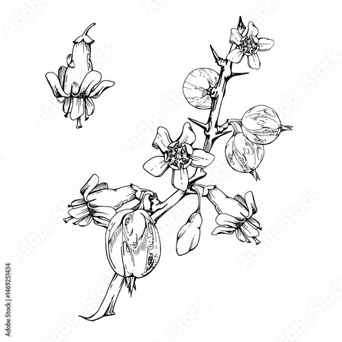 Gooseberry berries with flower buds on thorny branch, ripe garden juneberry casseille currant. Cut out botanical illustration vector ink hand drawn. Seasonal farmer calendar, home preserves cookbook