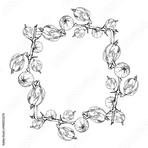 Gooseberry Currant hanging on thorny branch, vector ink hand drawn. Ripe garden berry juneberry casseille jostaberry. Isolated square frame illustration. Preserves, cookbook, grocery store stationery