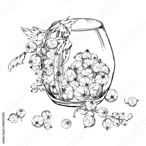 Currant gooseberry clusters leaves in glass, hand drawn in vector ink, ripe picked garden berry harvest, casseille jostaberry. Isolated illustration. Food blogs, cookbook, dessert menu, farmers market