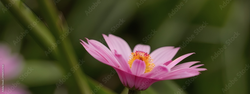 Fototapeta premium Close-Up View of a Flower in Full Bloom with Delicate Petals and Natural Light