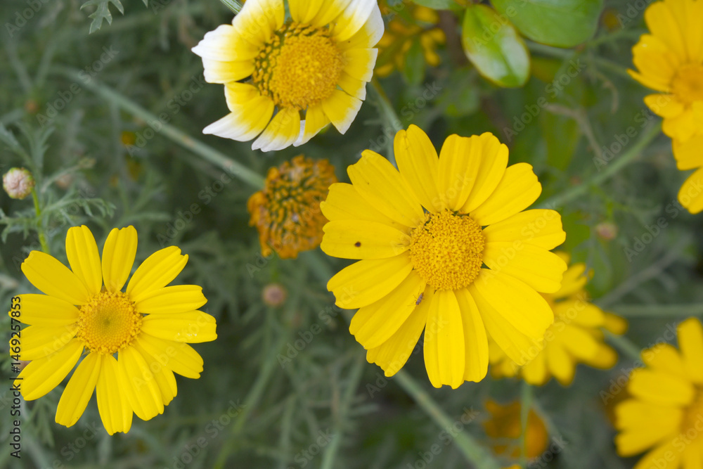 Fototapeta premium Bright Yellow Crown Daisy, Close-up of a Bright yellow crown daisy flower, blooming in nature, Close-up shot of beautiful yellow Crown Daisy flower (Chrysanthemum coronarium), Crown Daisy,