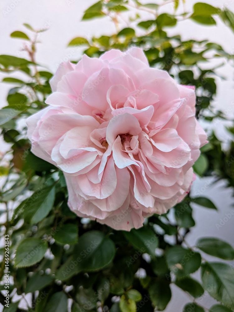 pink roses in a garden pink roses in a garden